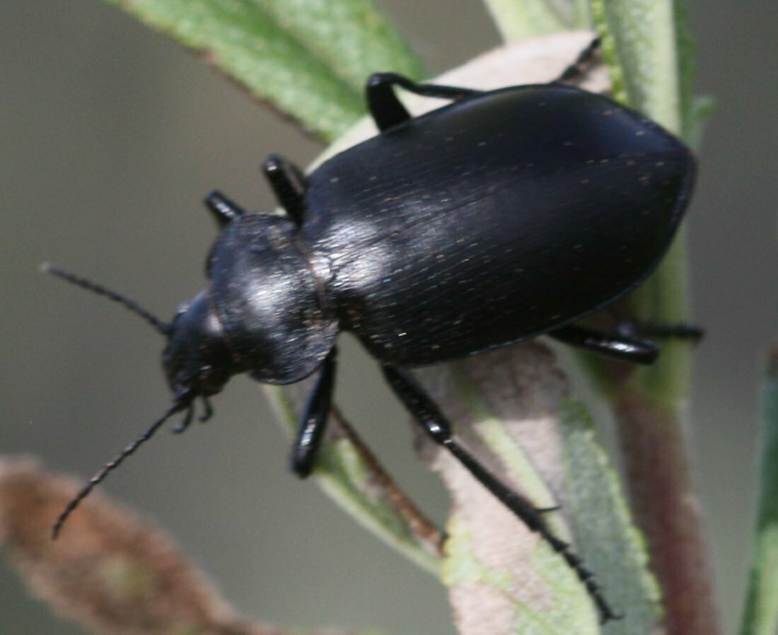 High Resolution Coleoptera(Or) sp003 Animal